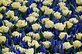 Tulpe (Tulipa) 'Secret Perfume', Traubenhyazinthe (Muscari) 'Blue Horizon'