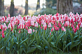 Tulpe (Tulipa) 'Delight', Mischung