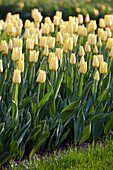 Tulpe (Tulipa) 'World Friendship'