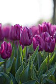 Tulpe (Tulipa) 'Purple Prince'