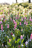 Gemischte Frühlingsblumen im Beet