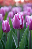 Tulipa Synaeda Blue