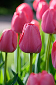 Tulpe (Tulipa) 'Zantupink'