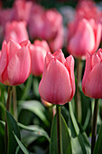 Tulpe (Tulipa) 'Tottori'