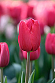 Tulpe (Tulipa) 'Surrender'
