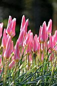 Tulpe (Tulipa) 'Lady Jane'