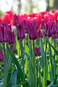 Tulipa Purple Heart