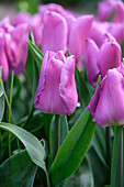 Tulpe (Tulipa) 'Magic Lavender'