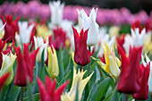 Tulpe (Tulipa) 'Tres Chic Festival', Mischung