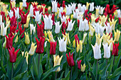 Tulpe (Tulipa) 'Tres Chic Festival', Mischung