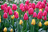 Tulpe (Tulipa) 'Cherry Delight', 'Freedom Flame'