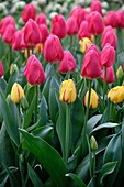 Tulipa Cherry Delight, Tulipa Freedom Flame