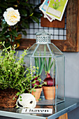 Bulbs in miniature glass greenhouse and potted herbs