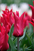 Tulpe (Tulipa) 'Istanbul'