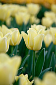 Tulipa World Friendship