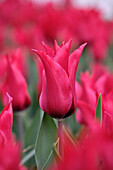 Tulpe (Tulipa) 'Isaak Chic'