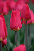 Tulpe (Tulipa) 'Frank Graham'