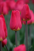 Tulipa Frank Graham