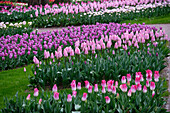 Tulip garden