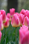 Tulpe (Tulipa) 'Tom Pouce'