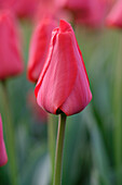 Tulpe (Tulipa) 'Apeldoorn'