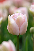 Tulpe (Tulipa) 'Angelique'