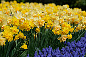 Narzisse (Narcissus) 'Orange Juice', 'Golden Delicious'