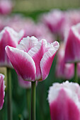 Tulpe (Tulipa) 'Siesta'