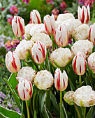 Tulipa Happy Generation, Cotton Candy