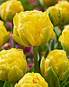 Tulpe (Tulipa) 'Frans'
