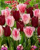 Tulpe (Tulipa) 'Huis Ten Bosch', 'National Velvet'