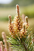 Kiefer (Pinus)
