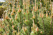 Kiefern (Pinus)