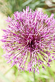 Lauch (Allium)