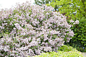 Syringa