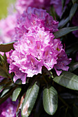 Rhododendron, pink