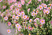 Sonnenröschen (Helianthemum)