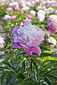 Pfingstrose (Paeonia) 'Bowl of Beauty'