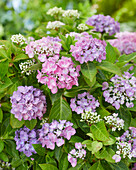 Hortensie (Hydrangea) 'Forever & Ever Hedge'