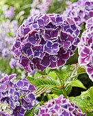 Hortensie (Hydrangea) '15-9-36-1 Rio Purple'