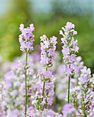 Echter Lavendel (Lavandula angustifolia) 'BeeZee pink'
