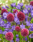 Blaue Triteleie (Triteleia laxa) 'Corrina', Kugellauch (Allium sphaerocephalon)