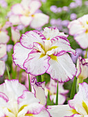 Japanische Sumpf-Schwertlilie (Iris ensata) 'Hem Stri'