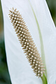 Einblatt (Spathiphyllum)