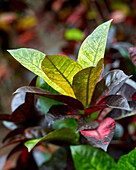 Wunderstrauch (Codiaeum variegatum) 'Mrs Iceton'