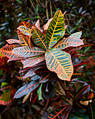 Codiaeum variegatum Petra