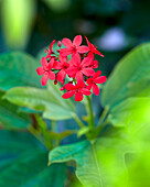 Korallenstrauch (Jatropha intergerima)