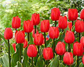 Tulpe (Tulipa) 'Paradise Mountain'