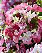 Bauern-Hortensie (Hydrangea macrophylla) 'Lady Mata Hari', pink