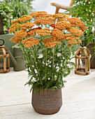 Gemeine Schafgarbe (Achillea millefolium) 'Sassy Summer Sunset'